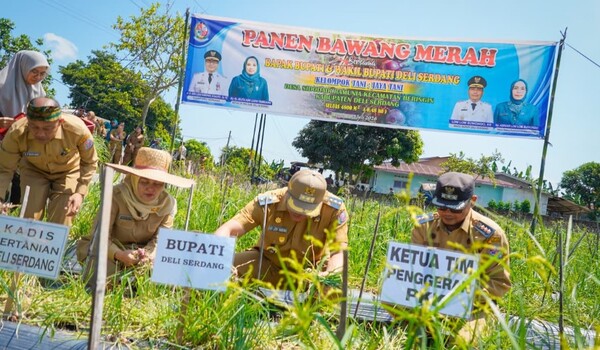 Panen Bersama Petani, Bupati Deli Serdang Dorong Kesejahteraan Petani Bawang Merah