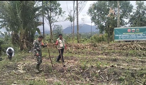 Dukung Ketahanan Pangan, Satgas TMMD ke-130 Kodim 0206/Dairi Bersama Poktan Terolih Tanam Jagung di Lahan 1 Hektare