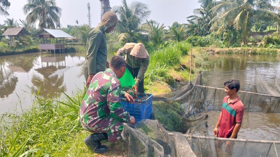 Babinsa Dampingi Budidaya Lele Milik Warga, Dukung Ketahanan Pangan di Wilayah Binaan