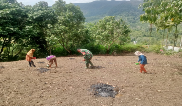 TNI Turun ke Ladang, Babinsa Pakpak Bharat Tanam Jagung Bersama Petani